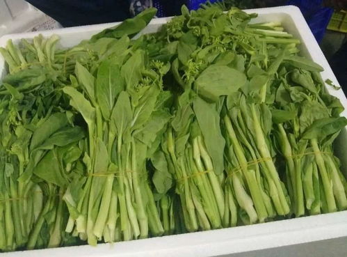 食用農(nóng)產(chǎn)品合格證 為粵港澳大灣區(qū)“菜籃子”安全保駕護(hù)航