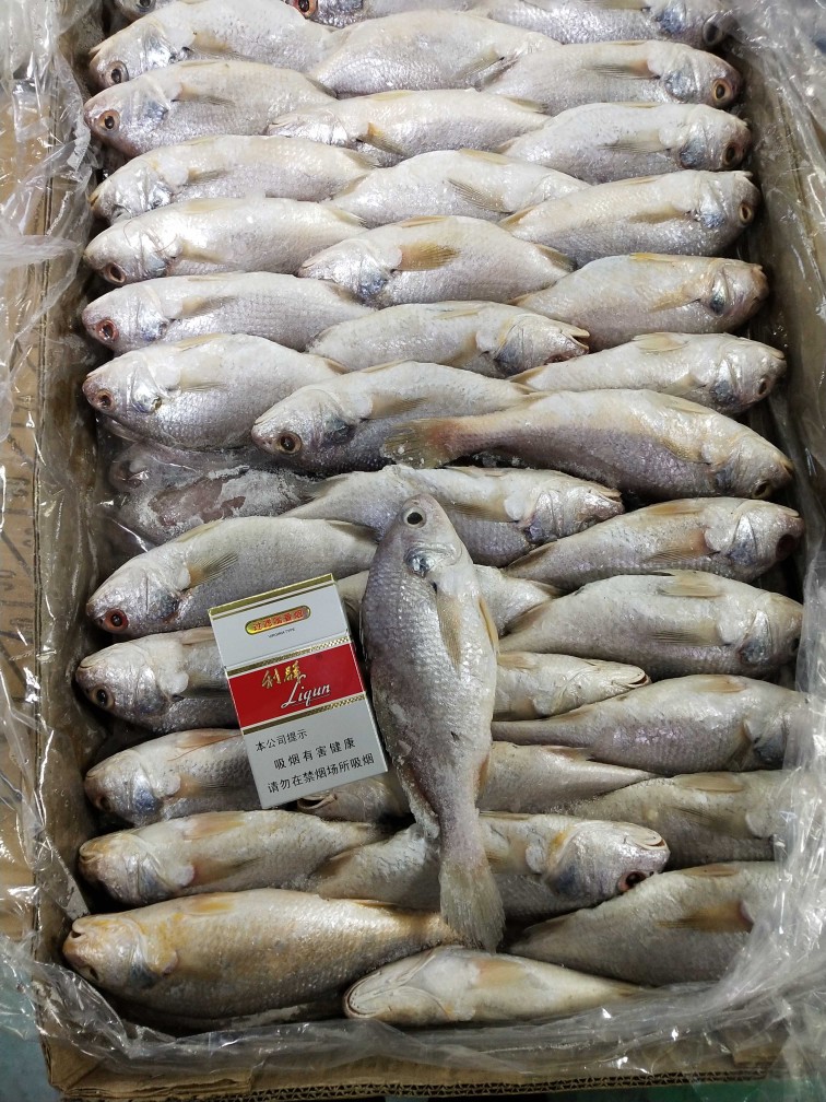 精細(xì)挑選·海鮮美味 優(yōu)質(zhì)新鮮冷凍黃姑魚，另售青條魚、秋刀魚，實(shí)惠批發(fā)放心吃